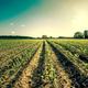 Illustration for article titled The U.S. Doubled Its Farm Production In Just 60 Years. Heres How